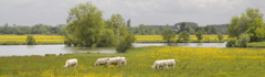 La Bresse bourguignonne