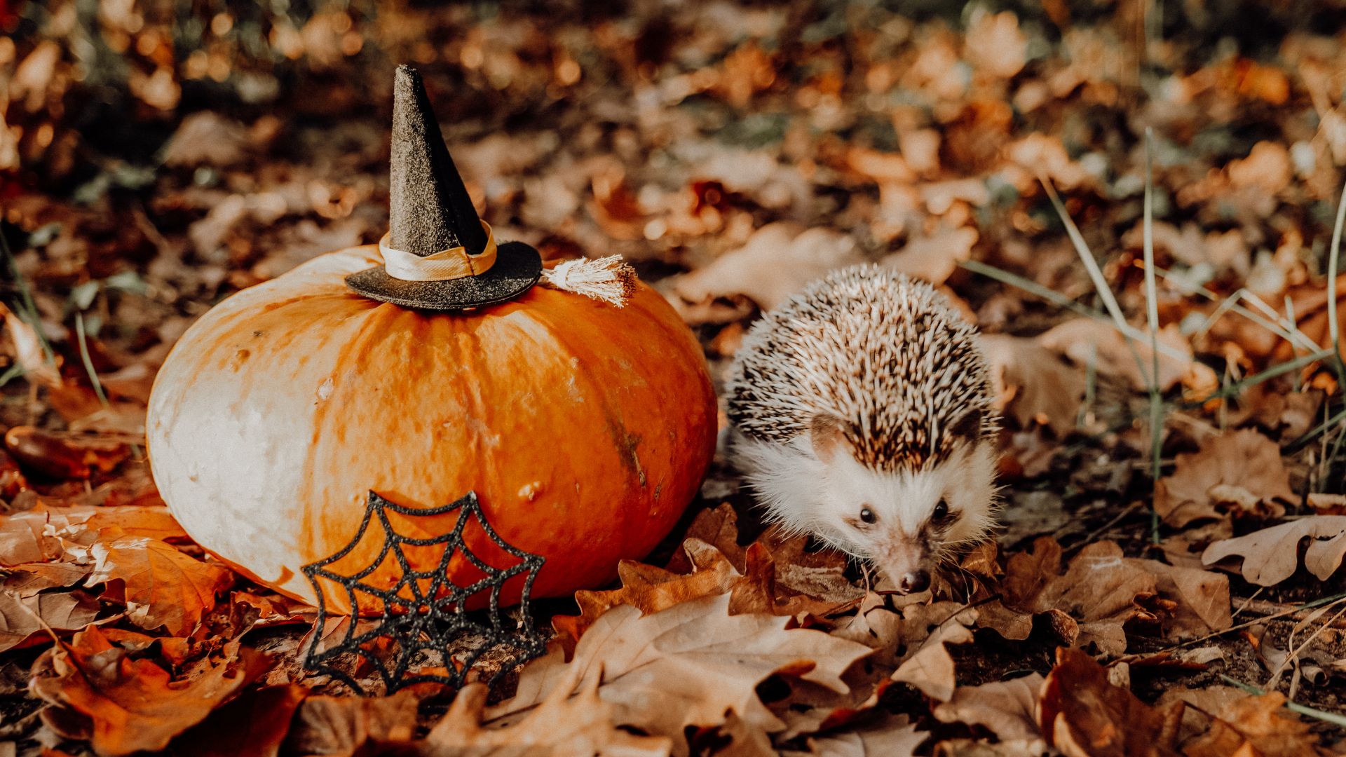 Un automne d’activités à partager